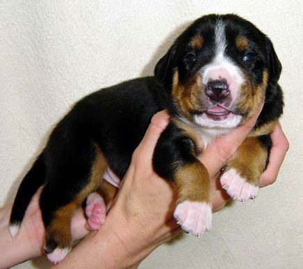 1 Rde 14.31,gestatten ICH FARO02