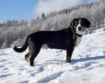 Dexter Januar 200902