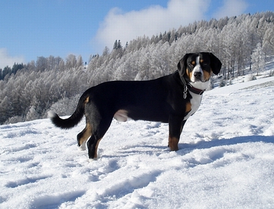 Dexter Januar 200903 Dexter Januar 200903