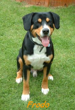 Frodo